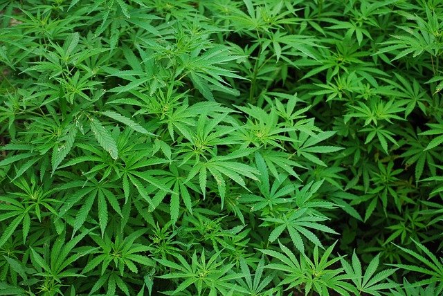 Understanding Different Types of Cannabis Business Financing Options