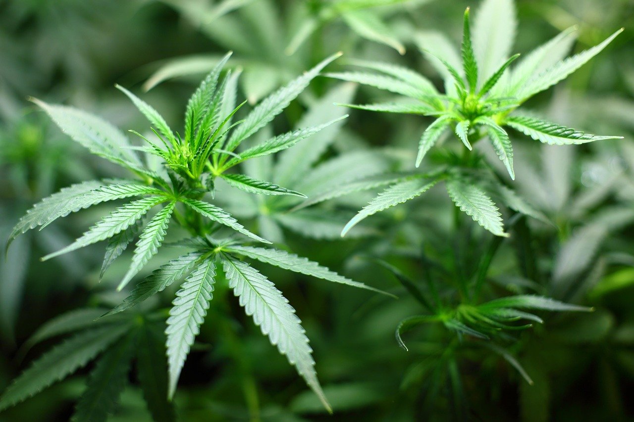 The Ultimate Guide to Cannabis Storage: Best Practices and Tips